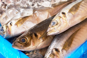 鮮魚・活魚・冷凍魚(フィーレ・切身)